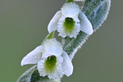 <i>Spiranthes spiralis</i>