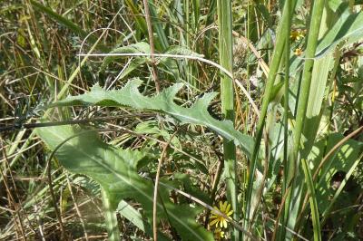 <i>Sonchus arvensis</i>