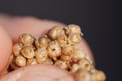 <i>Cuscuta</i>
