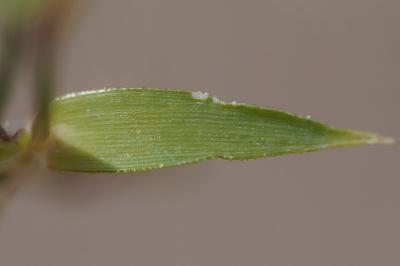 <i>Eragrostis cilianensis</i>