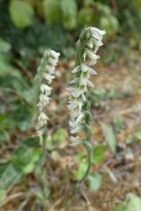 <i>Spiranthes spiralis</i>