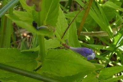 <i>Scutellaria galericulata</i>