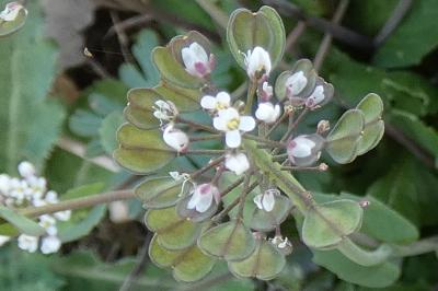 <i>Microthlaspi perfoliatum</i>