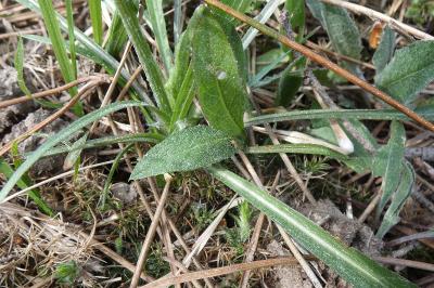 <i>Scorzonera humilis</i>