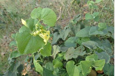 <i>Aristolochia clematitis</i>