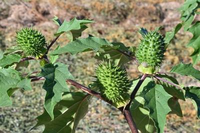 <i>Datura stramonium</i>