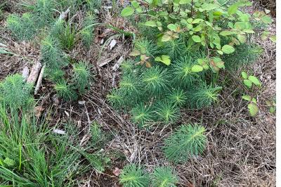 <i>Euphorbia cyparissias</i>