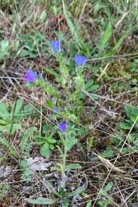 <i>Echium vulgare</i>