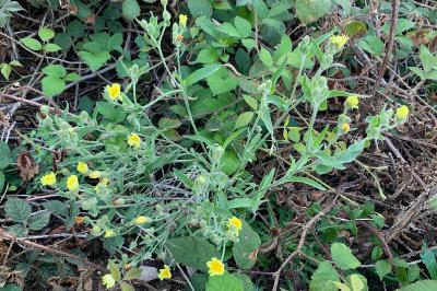 <i>Andryala integrifolia</i>