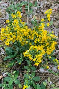 <i>Solidago virgaurea</i>