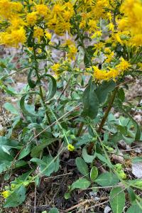 <i>Solidago virgaurea</i>