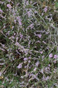 <i>Calluna vulgaris</i>