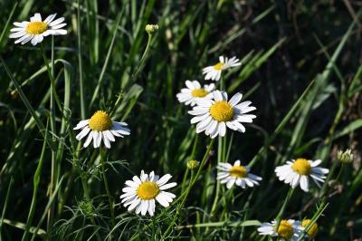 <i>Tripleurospermum inodorum</i>
