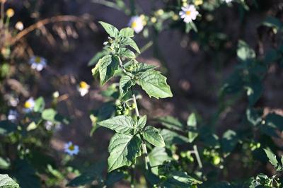 <i>Solanum nigrum</i>