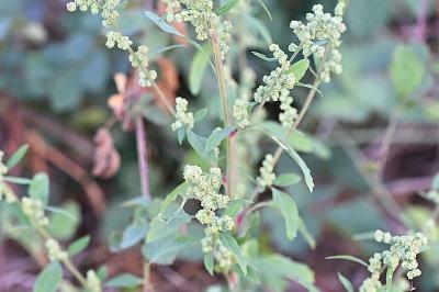 <i>Chenopodium album</i>