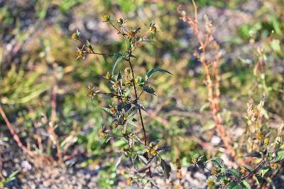 <i>Bidens frondosa</i>