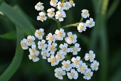 <i>Achillea millefolium</i>