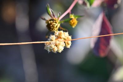 <i>Cuscuta campestris</i>