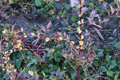 <i>Cuscuta campestris</i>