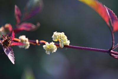 <i>Cuscuta campestris</i>