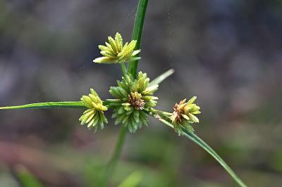 <i>Cyperus eragrostis</i>