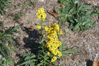 <i>Solidago virgaurea</i>
