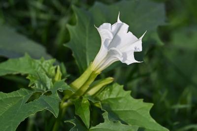 <i>Datura stramonium</i>