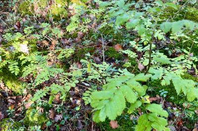 <i>Sorbus aucuparia</i>