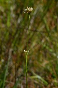 <i>Rhynchospora alba</i>