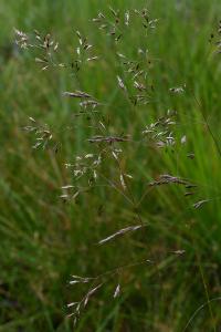 <i>Aristavena setacea</i>