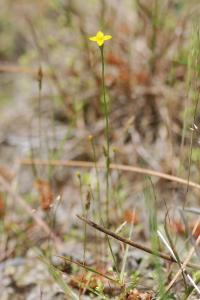 <i>Cicendia filiformis</i>