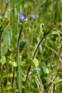 <i>Veronica arvensis</i>
