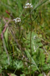 <i>Draba muralis</i>
