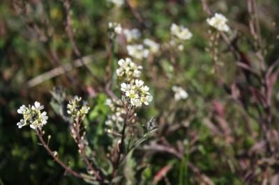 <i>Berteroa incana</i>