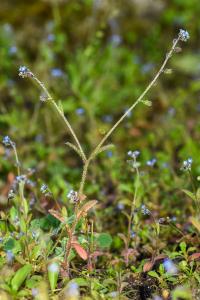 <i>Myosotis ramosissima</i>