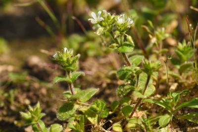 <i>Cerastium glomeratum</i>