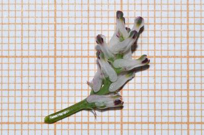 <i>Fumaria parviflora</i>