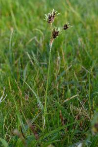 <i>Luzula campestris</i>