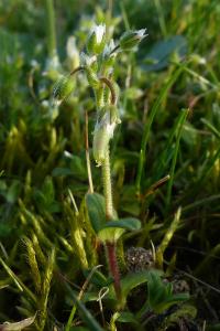 <i>Cerastium semidecandrum</i>