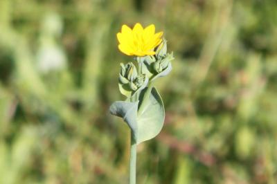 <i>Blackstonia perfoliata</i>