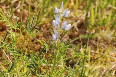 <i>Lupinus angustifolius</i>