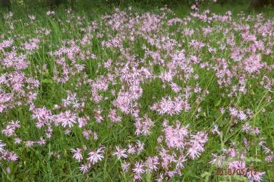 <i>Lychnis flos-cuculi</i>