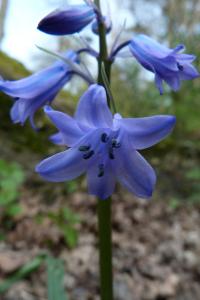 <i>Hyacinthoides non-scripta</i>