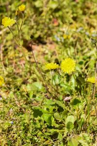 <i>Crepis sancta</i>