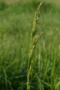 <i>Poa pratensis</i>