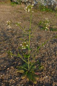 <i>Arabidopsis thaliana</i>
