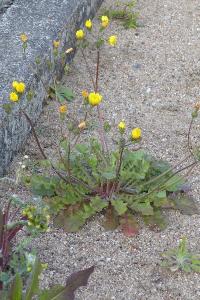 <i>Crepis sancta</i>