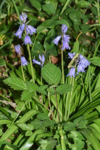 <i>Hyacinthoides non-scripta</i>