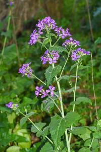 <i>Lunaria annua</i>