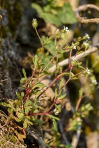 <i>Saxifraga tridactylites</i>